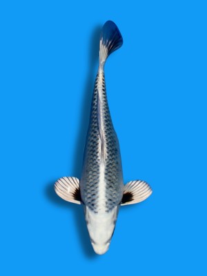 Wagoi Kikokuryu | Koi&Co.